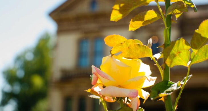 daffodils in front of the historic meeker mansion in downtown puyallup